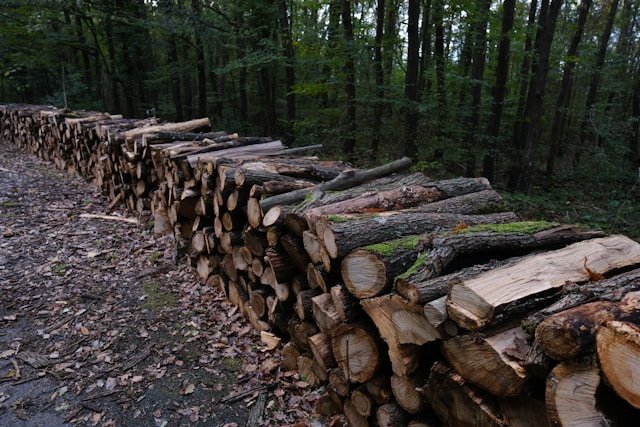 Firewood stacked along path