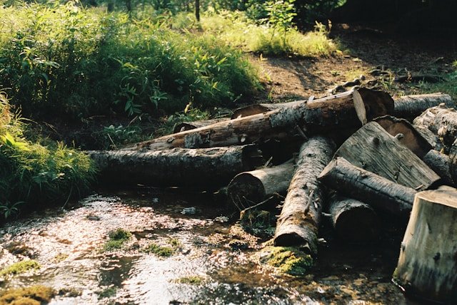 Fallen trees near water in forest